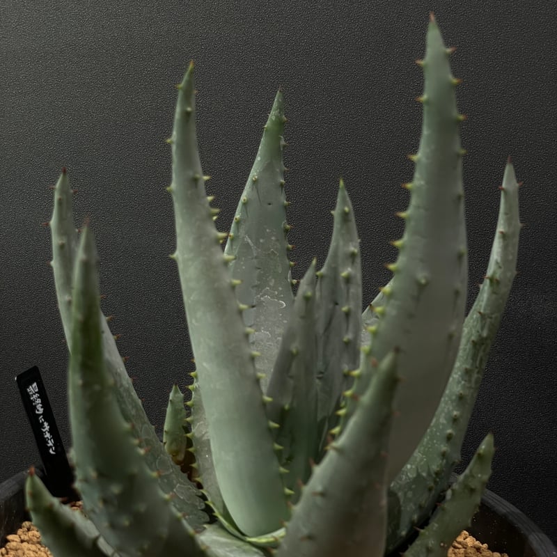多肉植物 アロエ ライツィー × BLACK PLASTIC POT | 最終的にサボテン