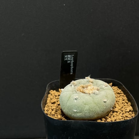 稀少】大疣白肌銀冠玉 モンスト ロフォフォラの様子、疣銀冠玉の綴化