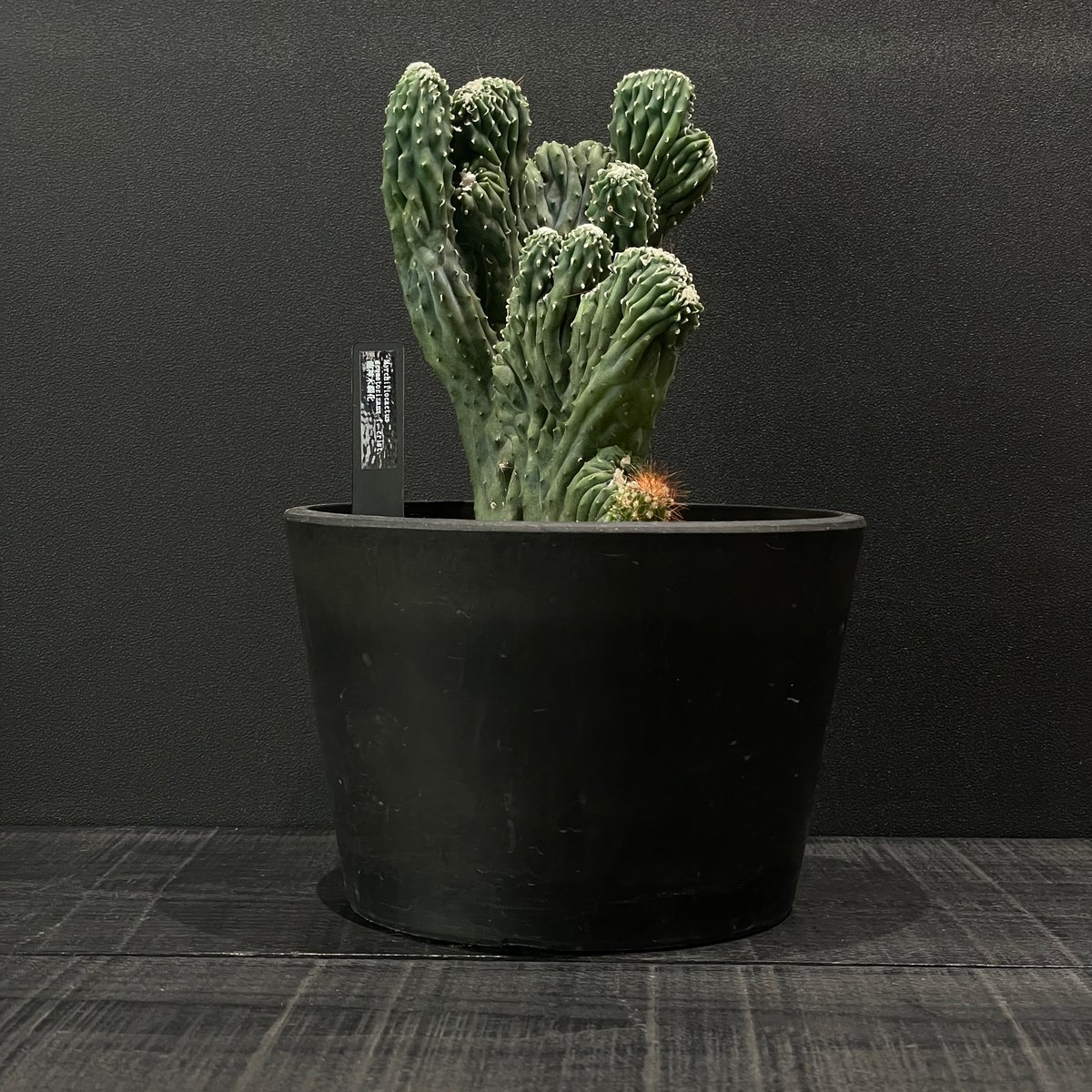 サボテン ミルチロカクタス 竜神木綴化 × BLACK PLASTIC POT | 最終的