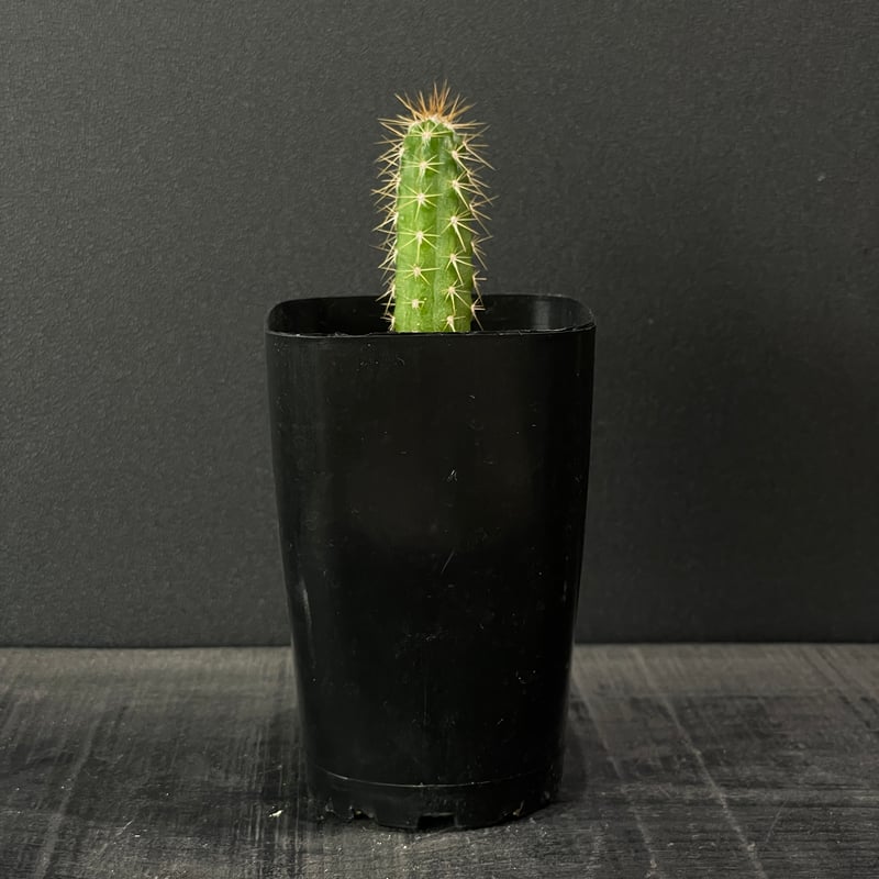 サボテン♡バスケット 観葉植物 柱サボテン 8号 リブバスケットNatural 付き | 観葉植物なら