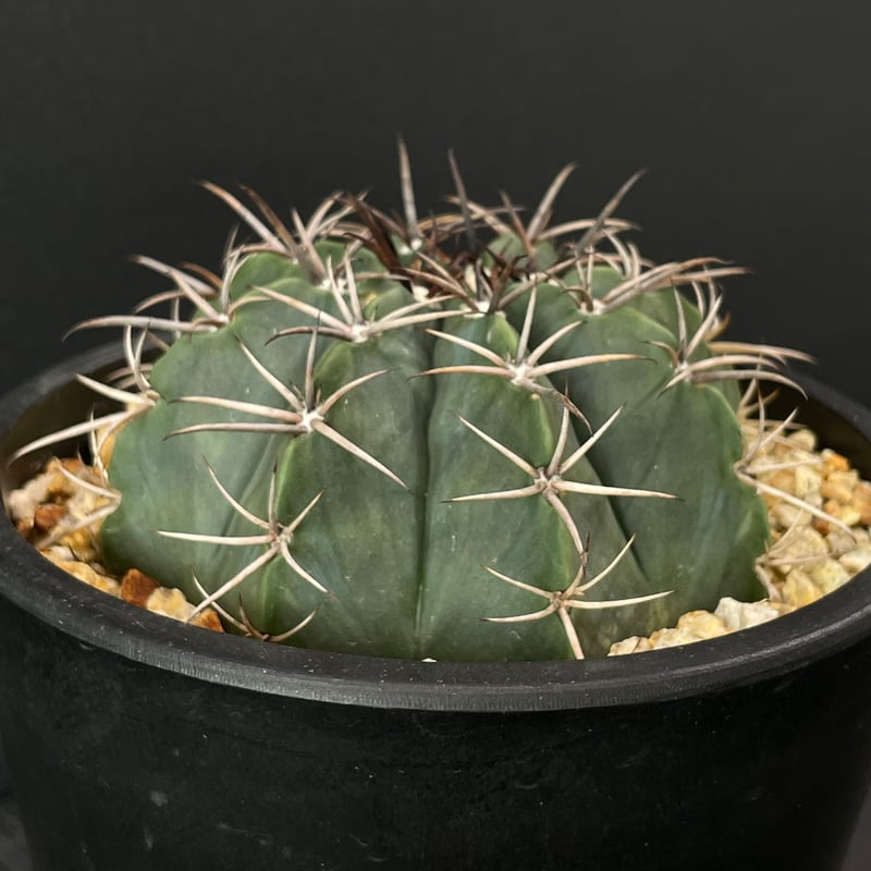 サボテン　ストロンギランポー　大株 サボテン ストロンギランポー 大株 サボテン ストロンギランポー 大株