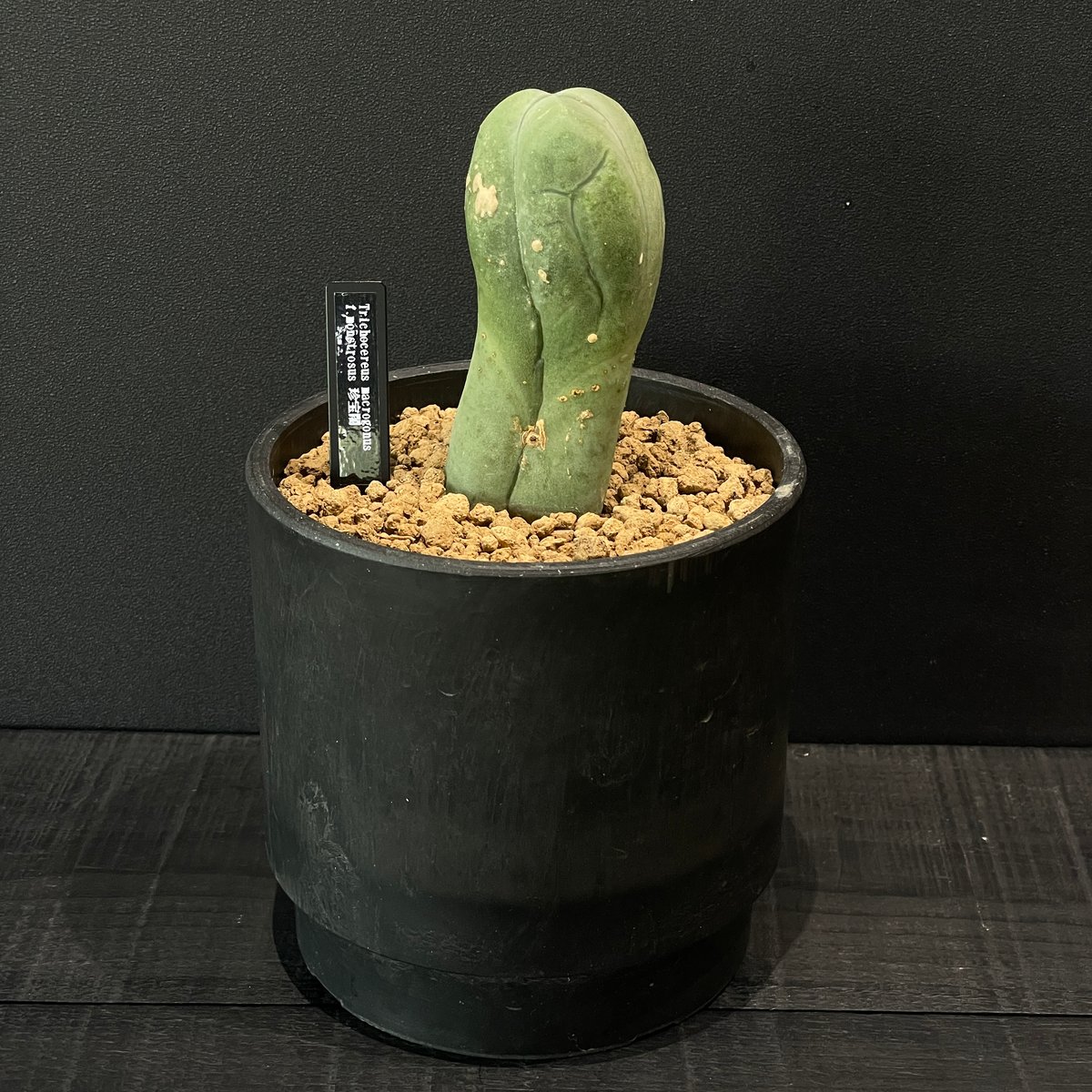 コケシ　巨大　レア　珍品 トリコセレウス 珍宝閣 綴化 macrogonus f.monstrosus 'Cristata