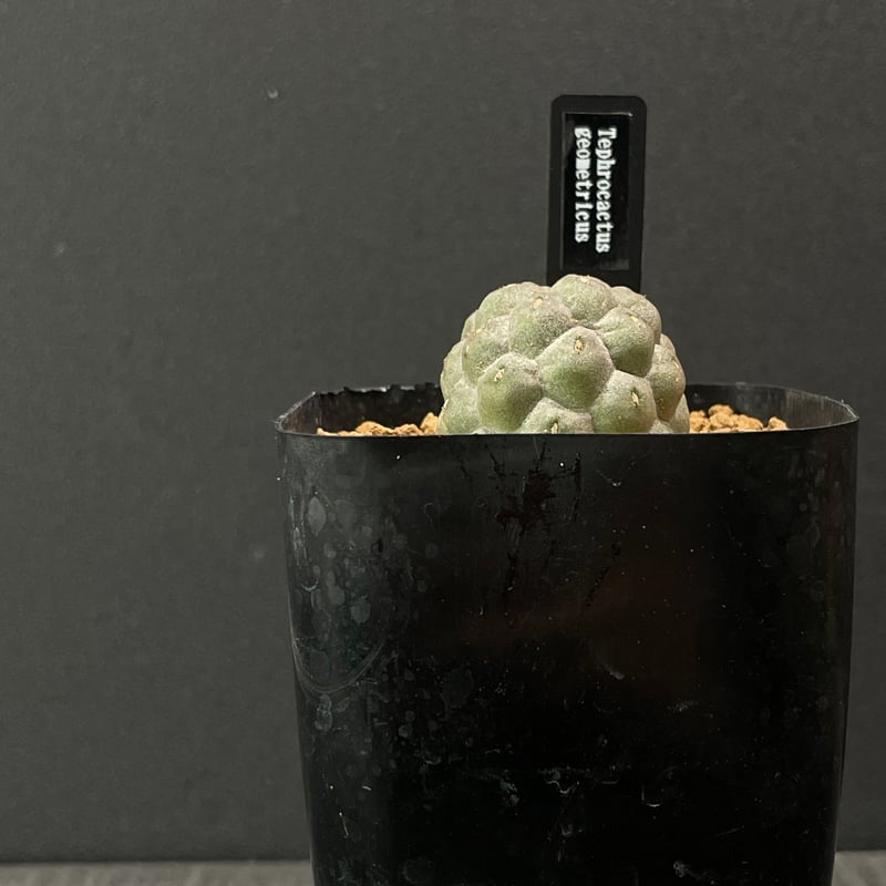 【鉢付き】テフロカクタスゲオメトリクス サボテン テフロカクタス ゲオメトリクス × プラ鉢 | 最終的に