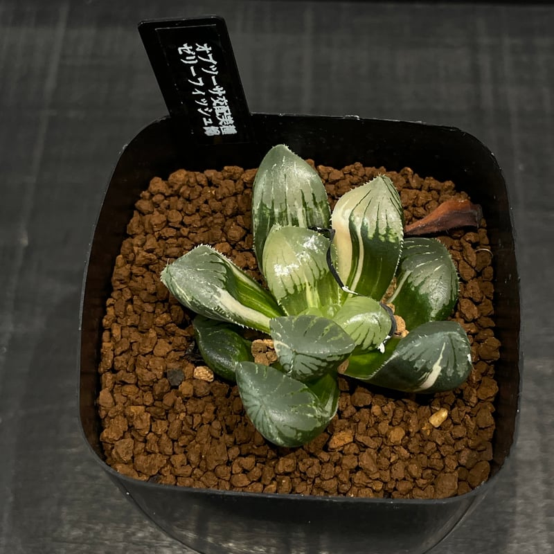 多肉植物 ハオルチア ゼリーフィッシュ錦 × プラ鉢 | 最終的にサボテン