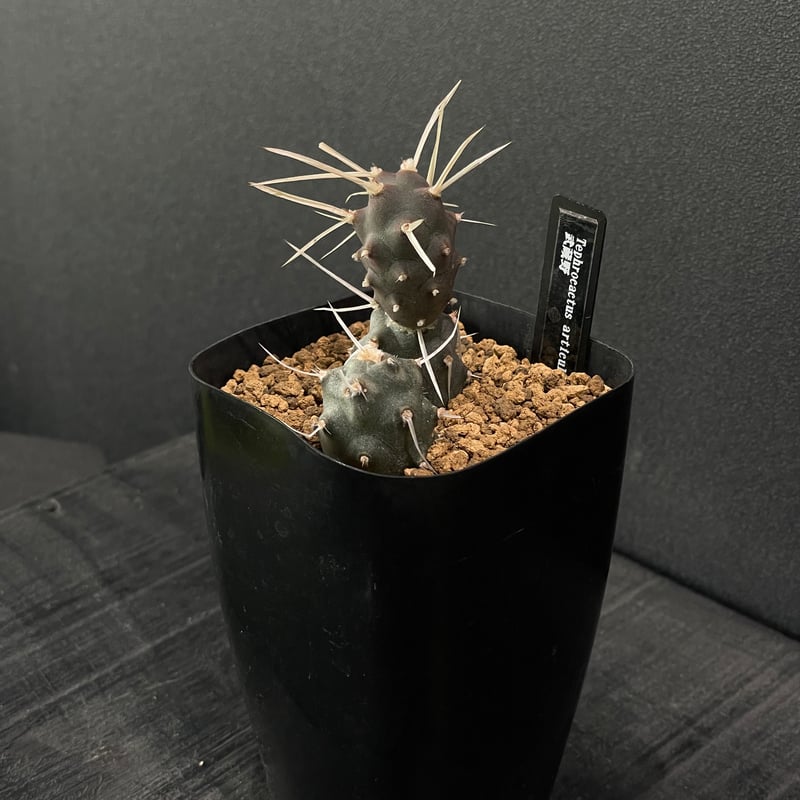 サボテン テフロカクタス 武蔵野 × プラ鉢 | 最終的にサボテン