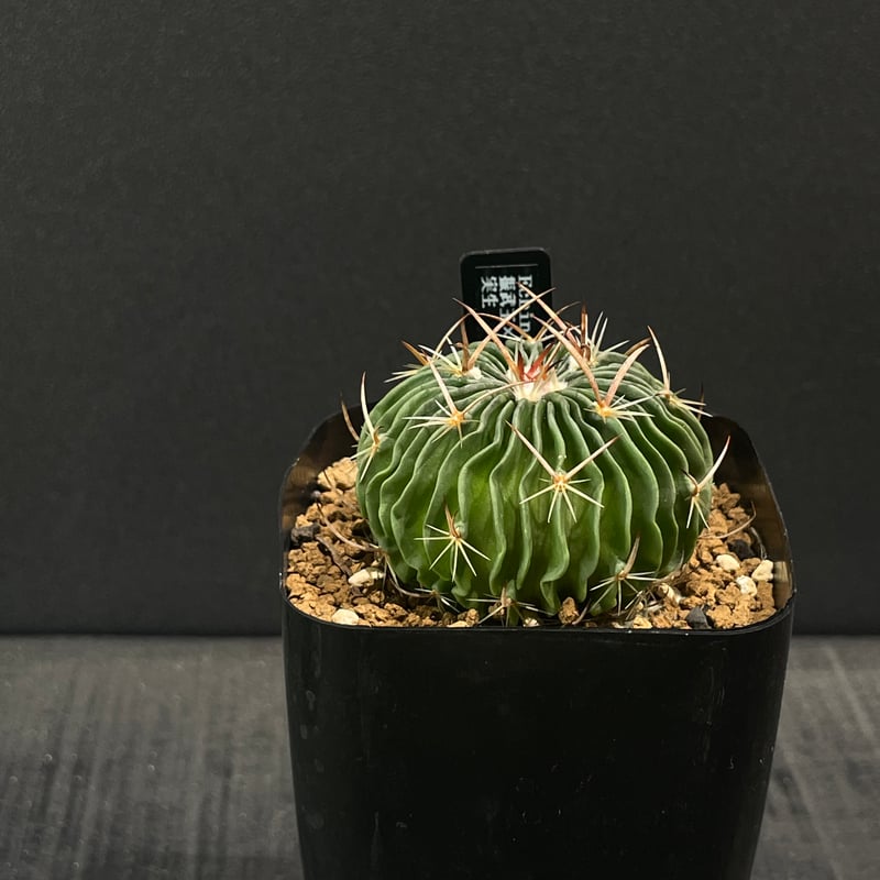 サボテン エキノフォスロカクタス 振武玉×千波万波 × プラ鉢