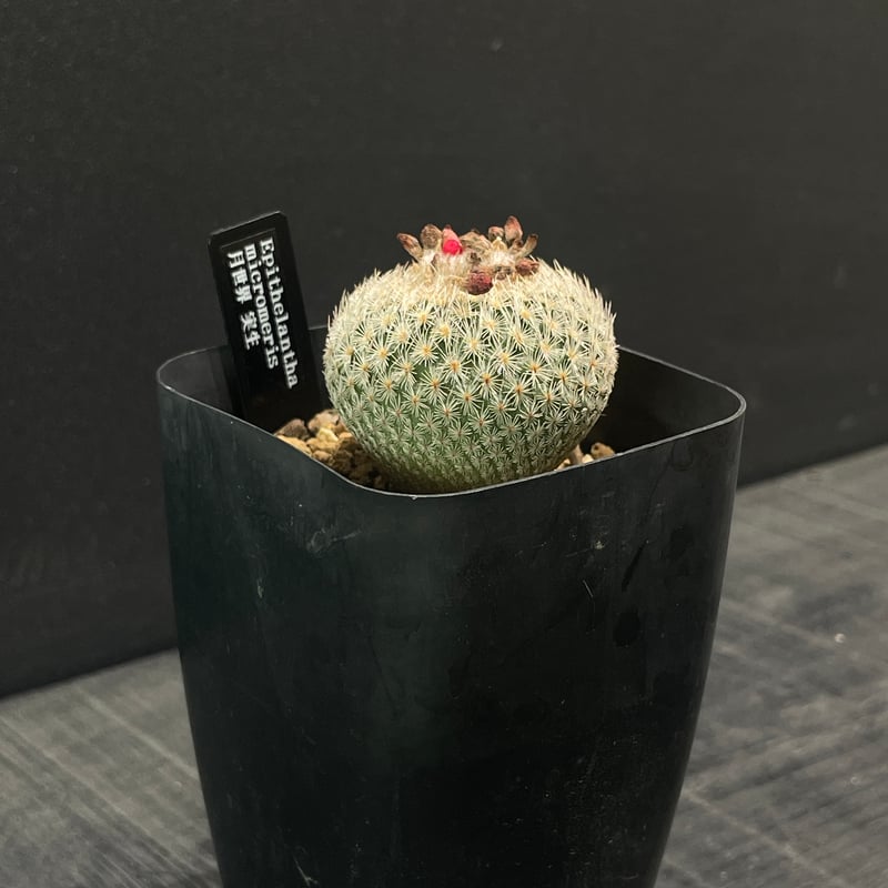 サボテン エピテランサ 月世界 × プラ鉢 | 最終的にサボテン