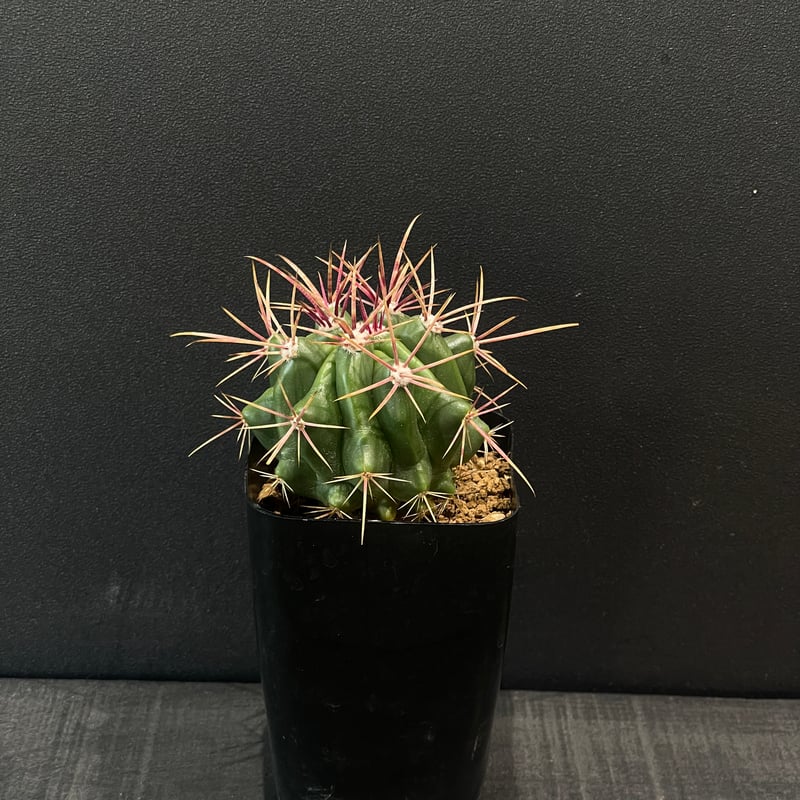 サボテン フェロカクタス 赤鳳 × プラ鉢 | 最終的にサボテン