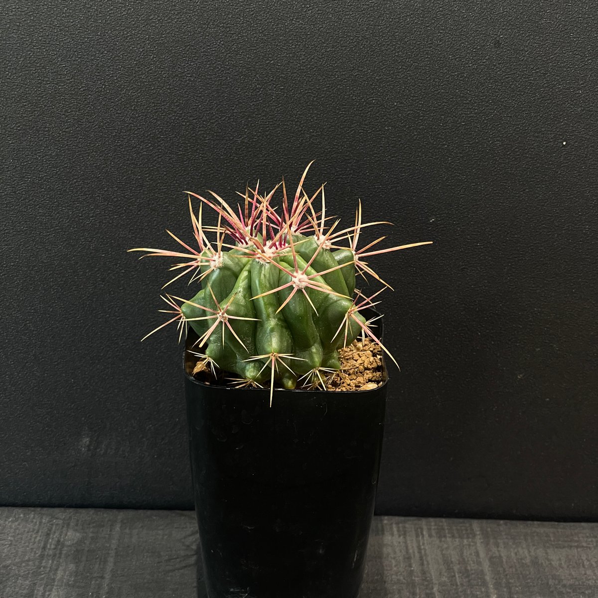 サボテン フェロカクタス 赤鳳 × プラ鉢 | 最終的にサボテン