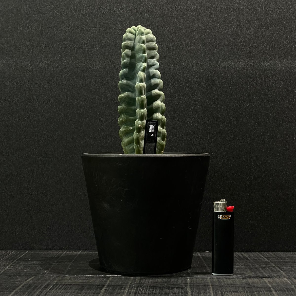 サボテン　種類不明 最近投稿していなかったんですが、ちょっと皆さんにお尋ねがあって投稿