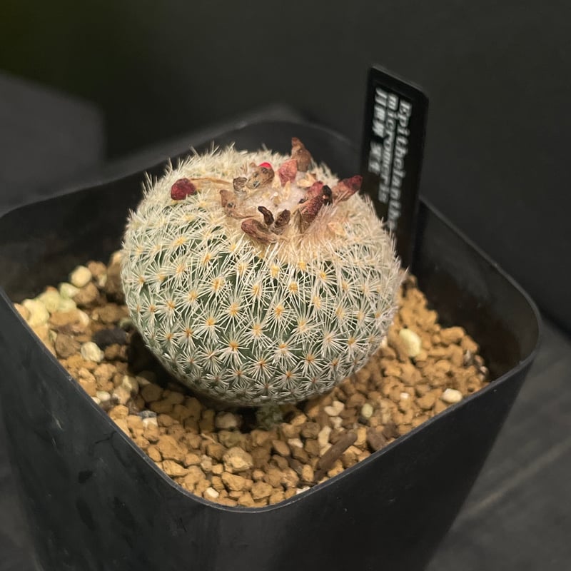 サボテン エピテランサ 月世界 × プラ鉢 | 最終的にサボテン