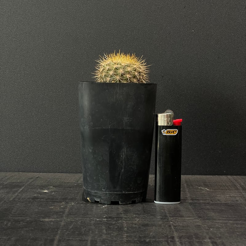 サボテン エリオシケ（旧ネオポルテリア) インターメディア × プラ鉢