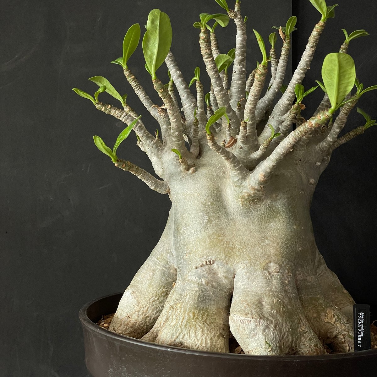 塊根植物 アデニウム アラビカム（タコ足仕立て） × プラ鉢 | 最終的に