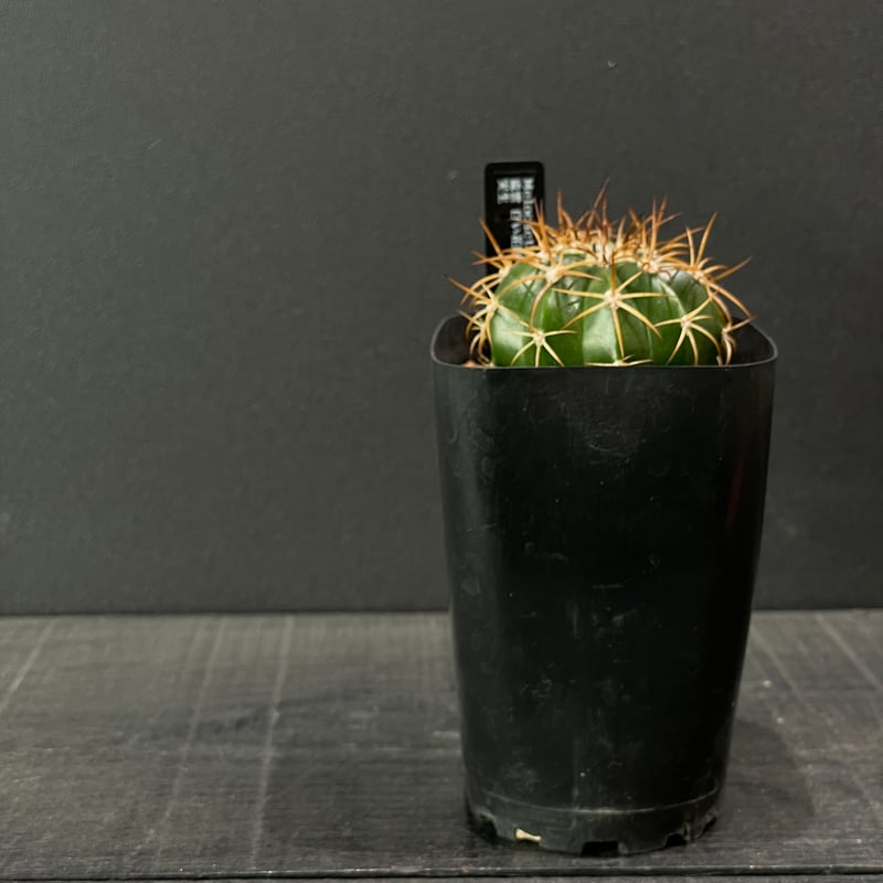 サボテン メロカクタス 流雲 × プラ鉢 | 最終的にサボテン オンライン
