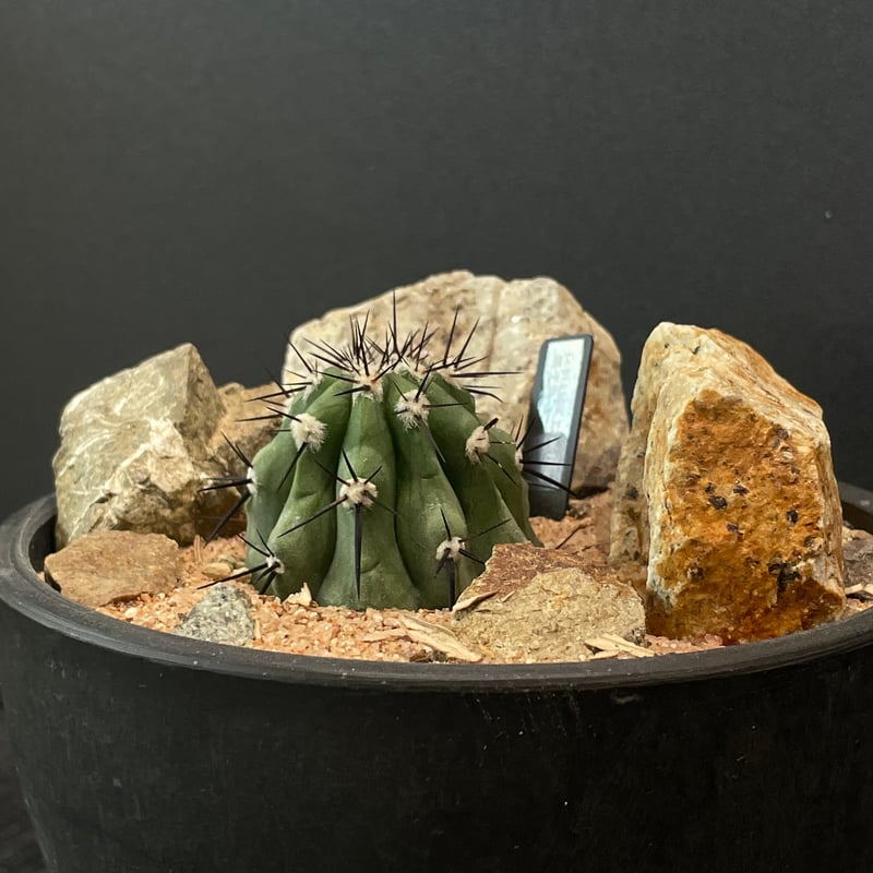 サボテン コピアポア 黒王丸 × HABITAT STYLE | 最終的にサボテン