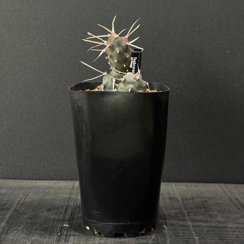 プテロカクタス、テロケファラフルセット＋テフロカクタス２０種おまけ サボテン テフロカクタス 武蔵野 × プラ鉢 | 最終的にサボテン