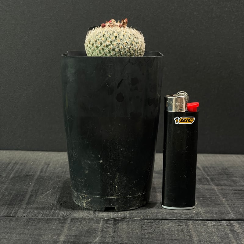 サボテン br><br>サボテン （ウチワサボテン） 3F 黒色 セラアート鉢 8号 <br