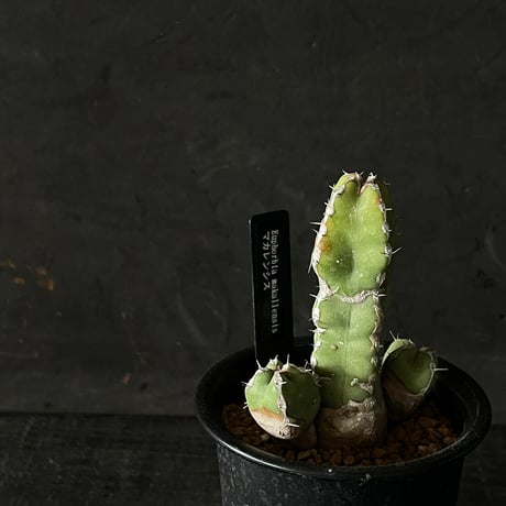 最終的にサボテン オンラインストア