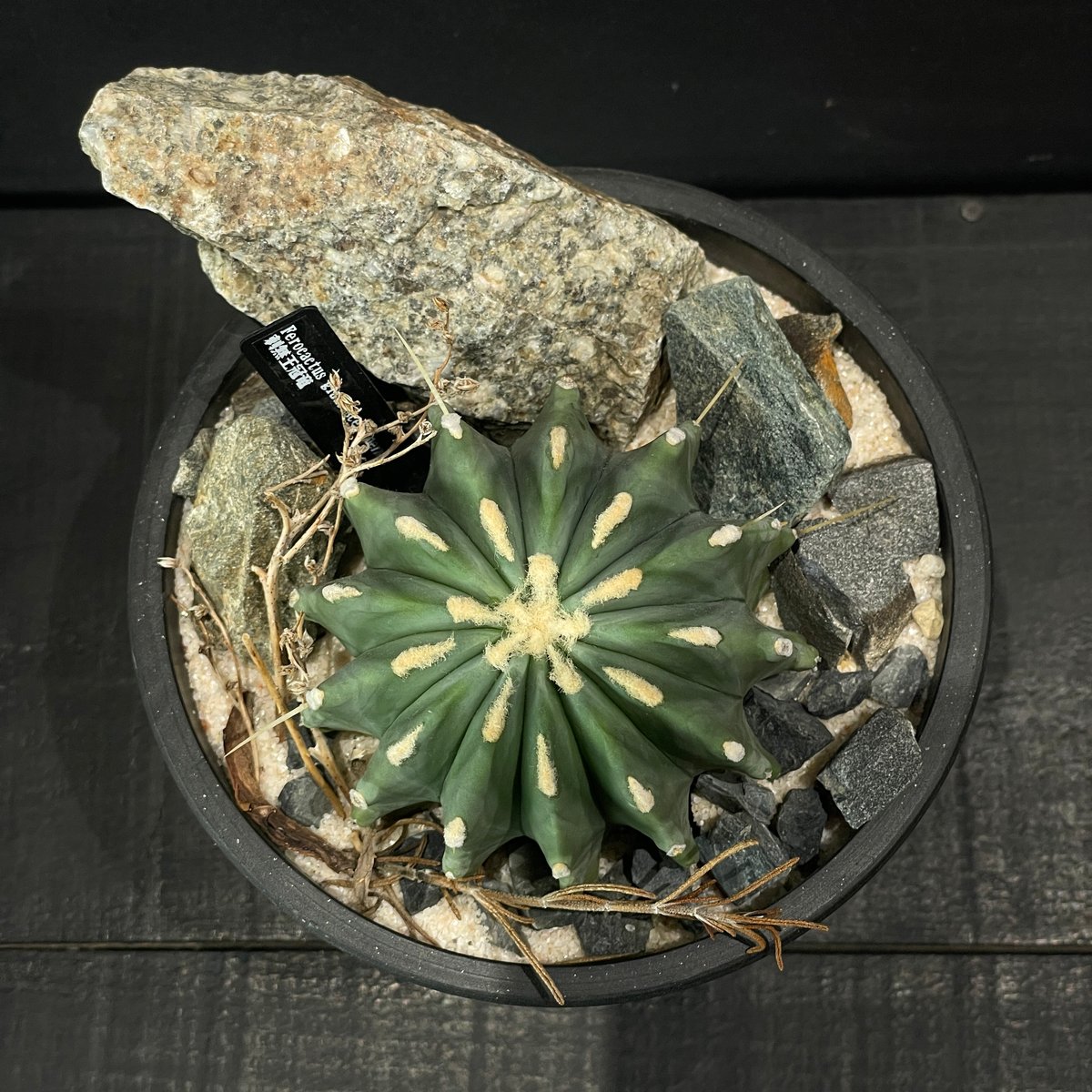 フェロカクタス　棘無王冠竜 サボテン フェロカクタス 棘無王冠竜 × HABITAT STYLE | 最終的に