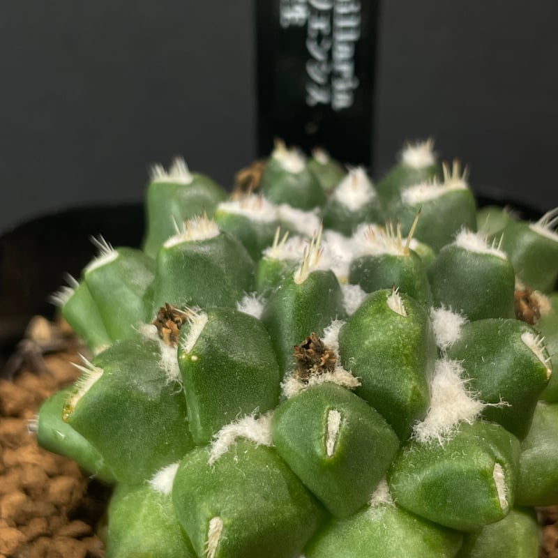 サボテン マミラリア ブカレリエンシス × プラ鉢 | 最終的にサボテン