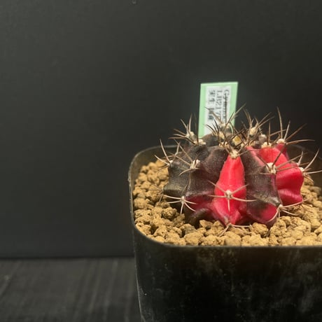 最終的にサボテン オンラインストア