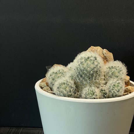 ハビタットスタイル | STORES