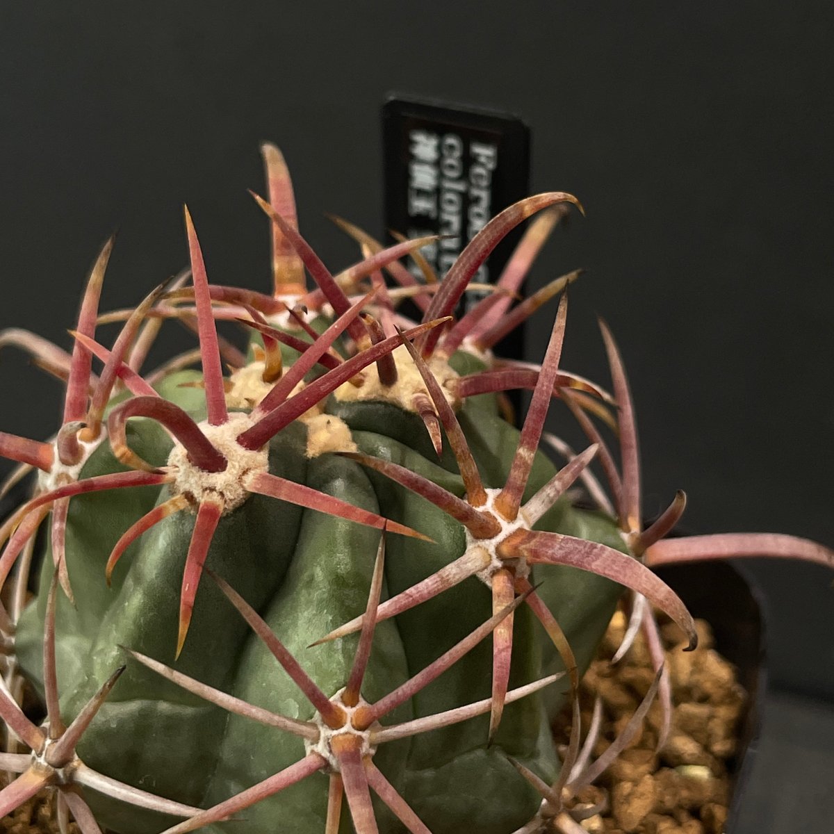サボテン フェロカクタス 神仙玉 × プラ鉢 | 最終的にサボテン