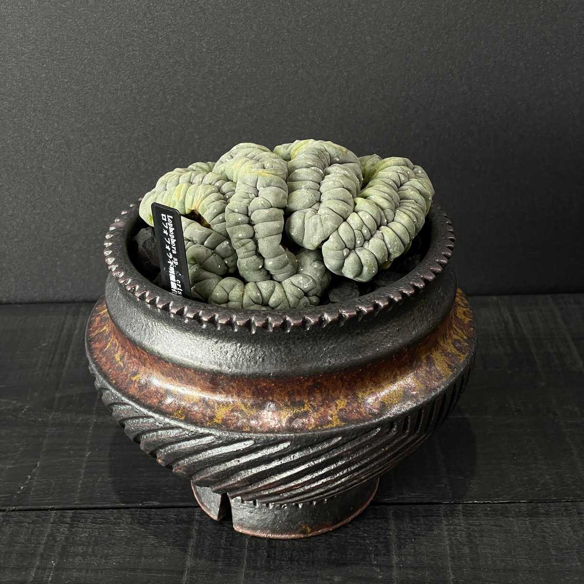 サボテン ロフォフォラ 品種不明 綴化（未開花球）× 山元一真 陶器鉢