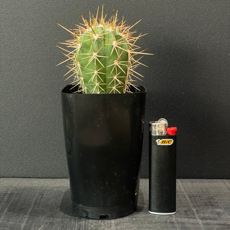 サボテン トリコケレウス 錦鶏竜 × プラ鉢 | 最終的にサボテン