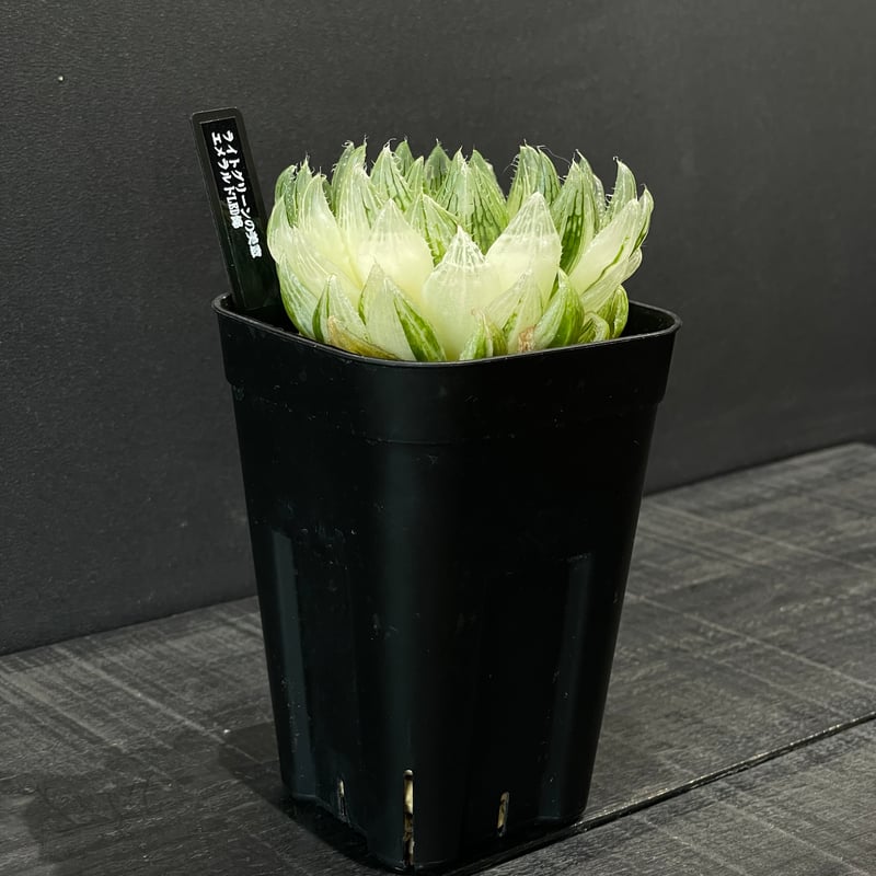 多肉植物 ハオルチア エメラルドLED錦 × プラ鉢 | 最終的にサボテン