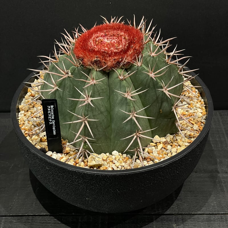 サボテン メロカクタス クルビスピナス × 樹脂鉢 | 最終的にサボテン
