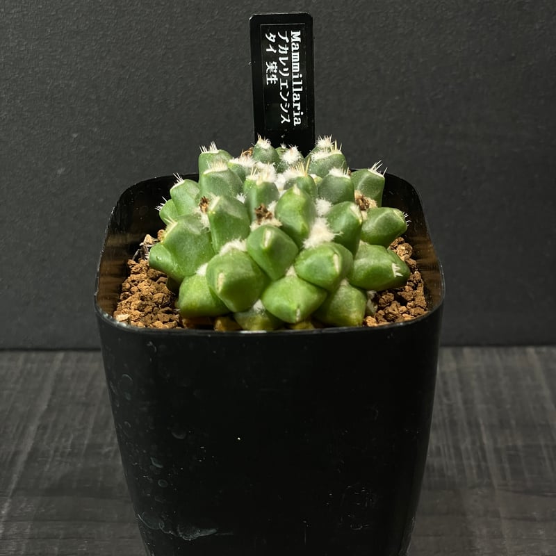 サボテン マミラリア ブカレリエンシス × プラ鉢 | 最終的にサボテン