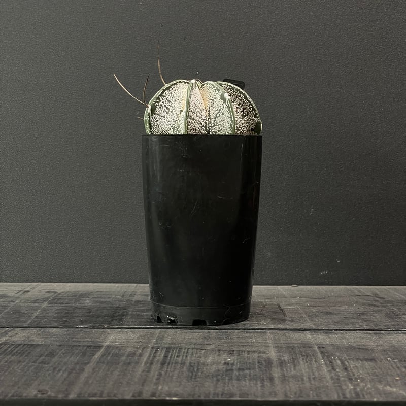 サボテン アストロフィツム 白瑞鳳玉 × プラ鉢 | 最終的にサボテン