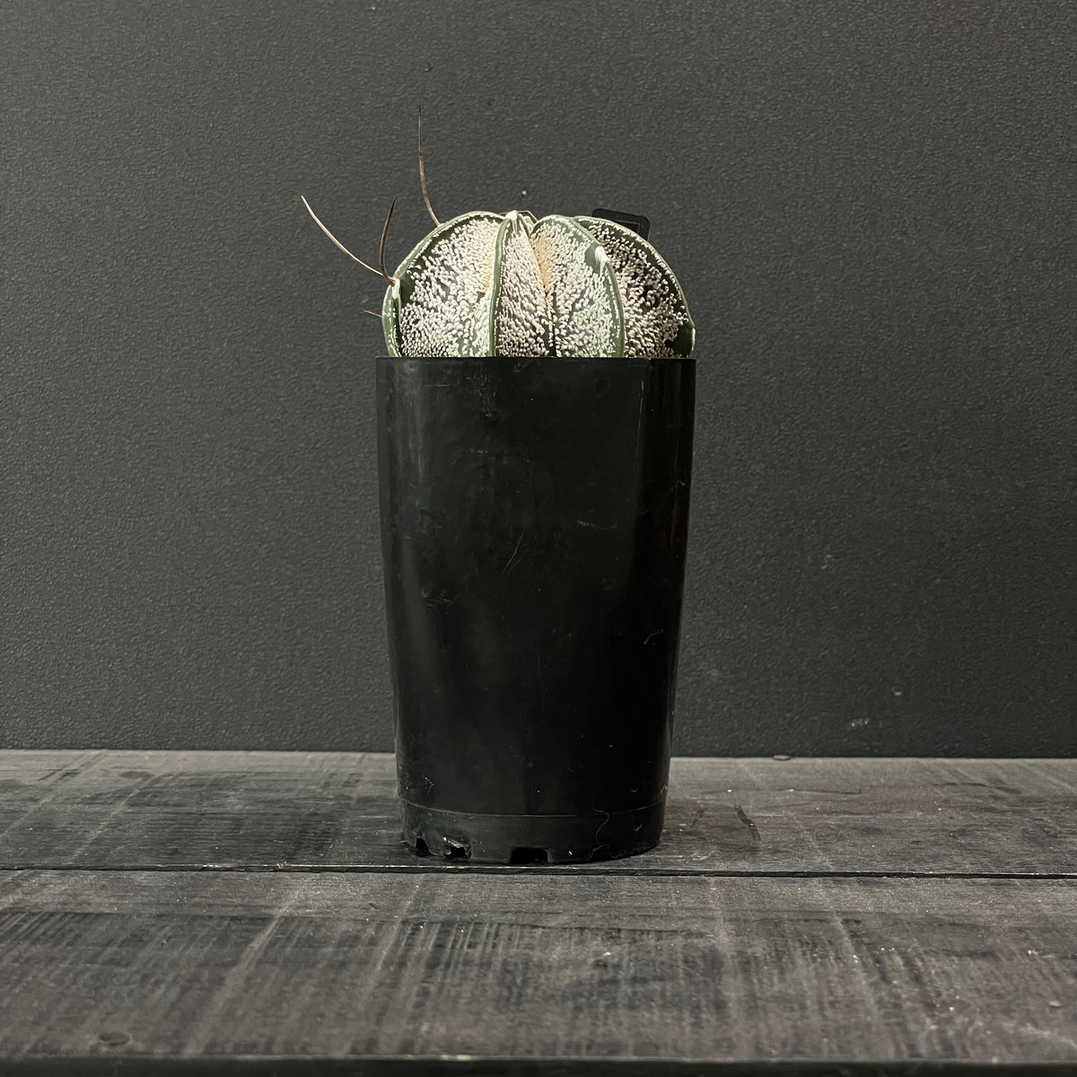 サボテン アストロフィツム 白瑞鳳玉 × プラ鉢 | 最終的にサボテン