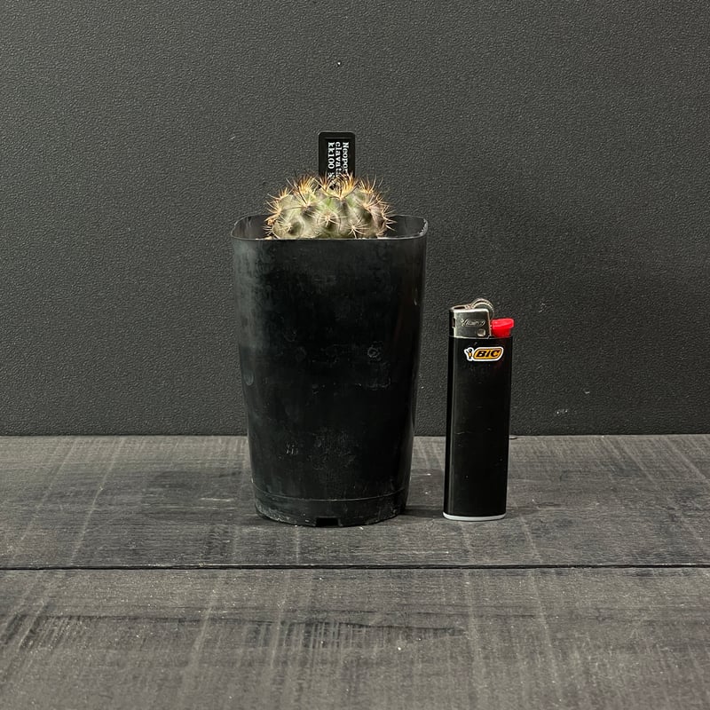 サボテンダー 𝗘 𝗰 𝗵 𝗶 𝗱 𝗻 𝗮 𝗝 𝗶 𝗻 | サボテンとサボ天使👼 | Instagram