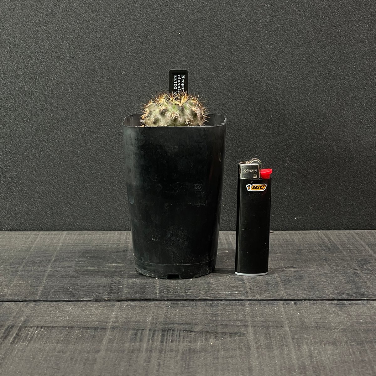 サボテン エリオシケ （旧ネオポルテリア) 暗黒王 × プラ鉢 | 最終的に