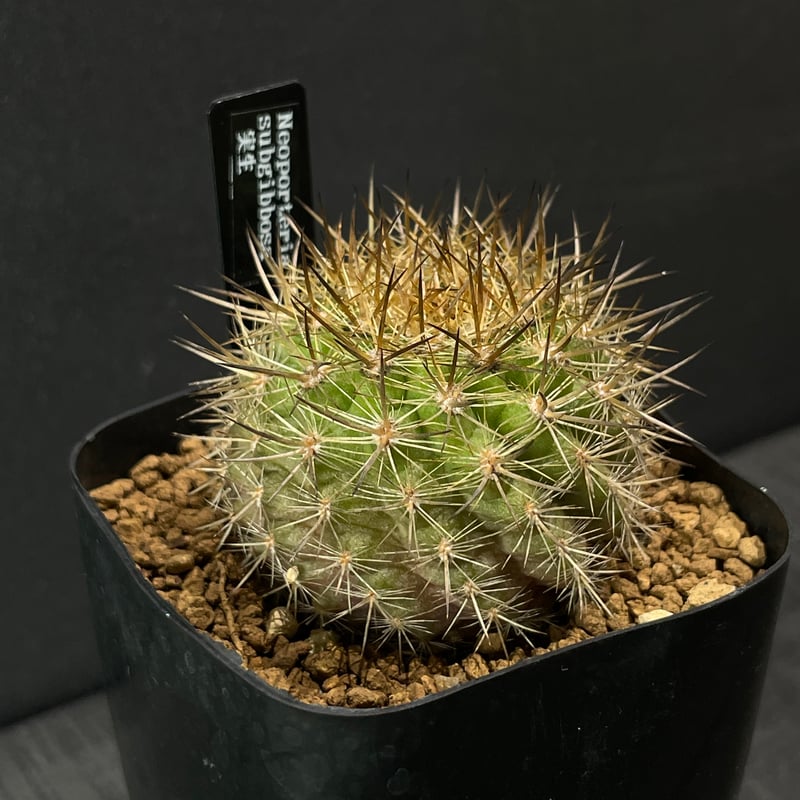 サボテン エリオシケ（旧ネオポルテリア) サブギボサ × プラ鉢 | 最終
