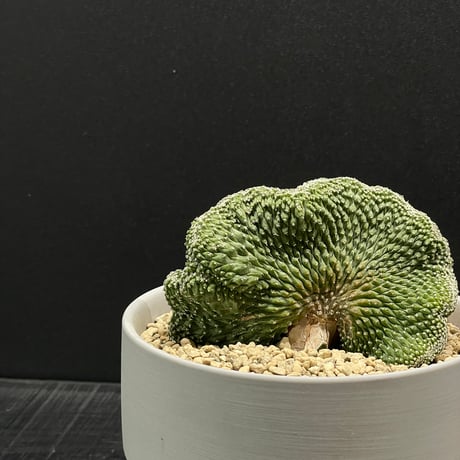 ストロンボカクタス | STORES