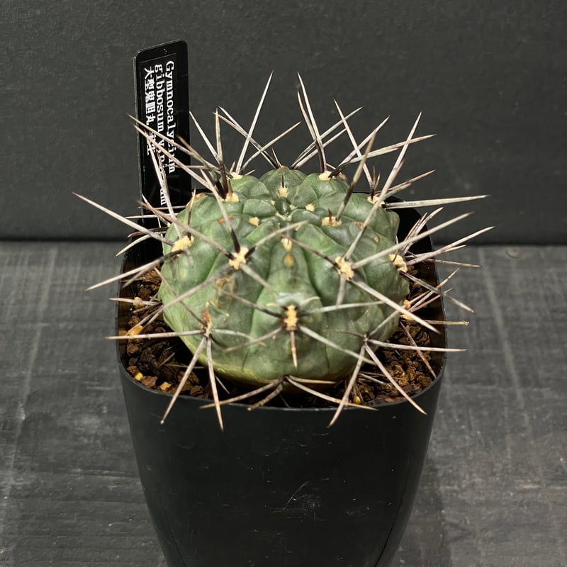 サボテン ギムノカリキウム 大型鬼胆丸 × プラ鉢 | 最終的に