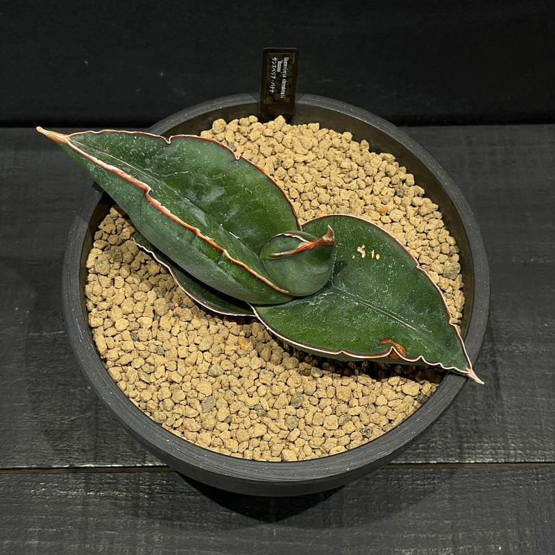 多肉植物 サンスベリア バナナ × BLACK PLASTIC POT | 最終的に