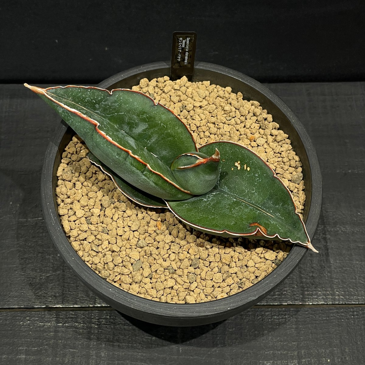 多肉植物 サンスベリア バナナ × BLACK PLASTIC POT | 最終的に