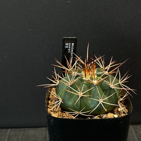 ドライガーデン | STORES