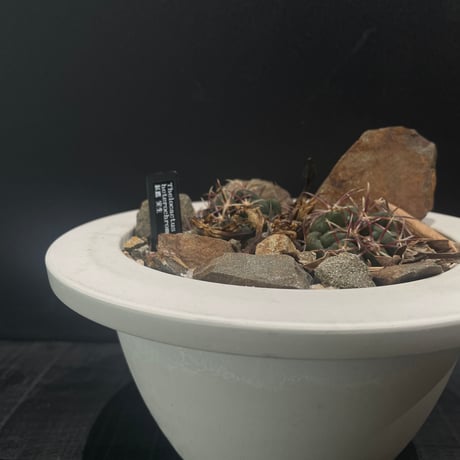 ドライガーデン | STORES