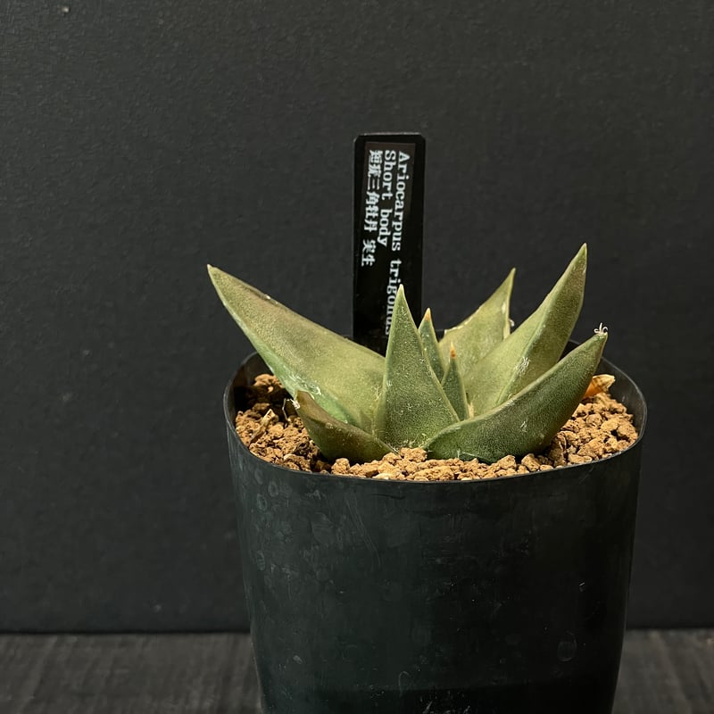 サボテン アリオカルプス 短疣三角牡丹 × プラ鉢 | 最終的にサボテン