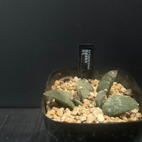 アリオカルプス | STORES