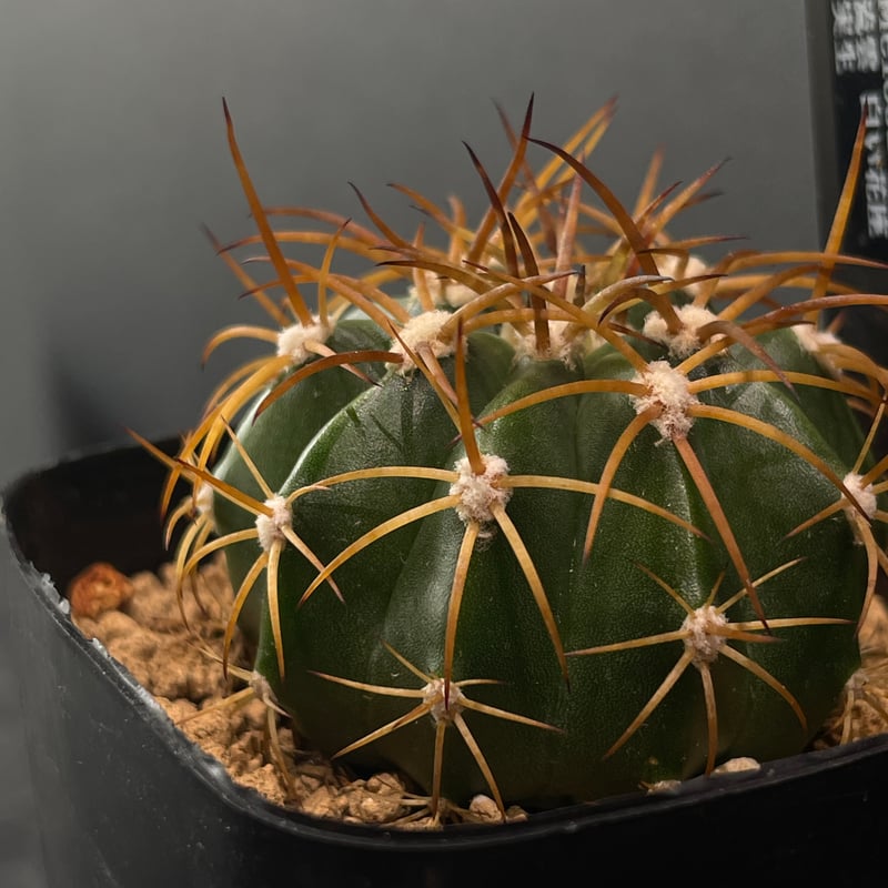 サボテン メロカクタス 流雲 × プラ鉢 | 最終的にサボテン オンライン