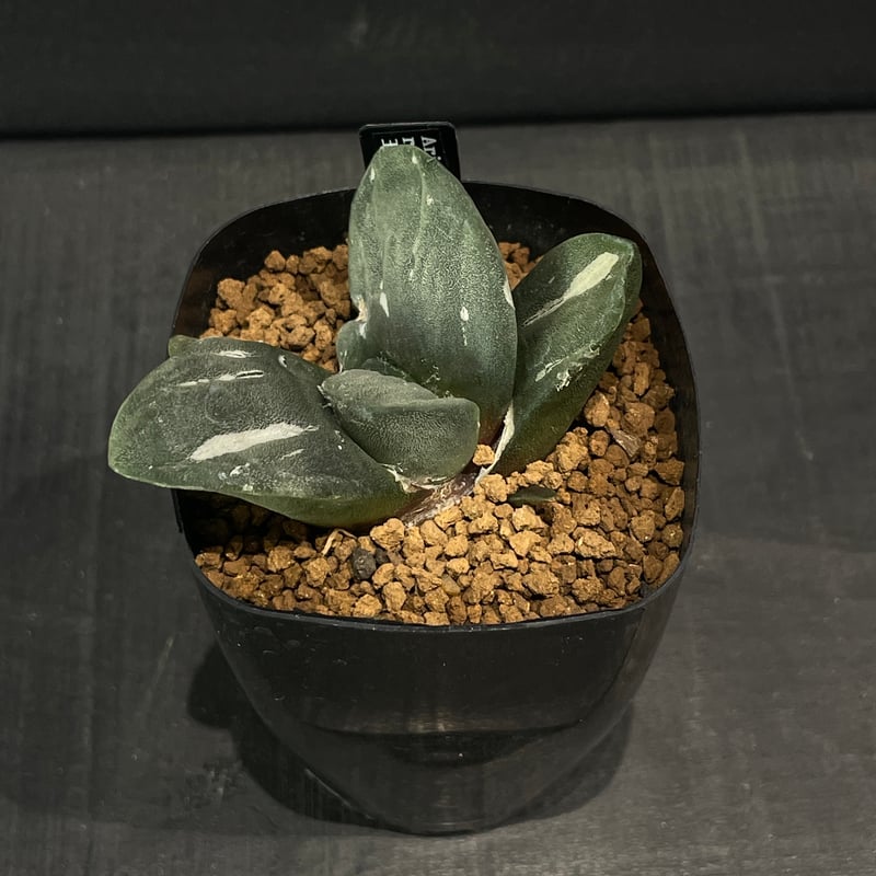 サボテン アリオカルプス 玉牡丹 × プラ鉢 | 最終的にサボテン