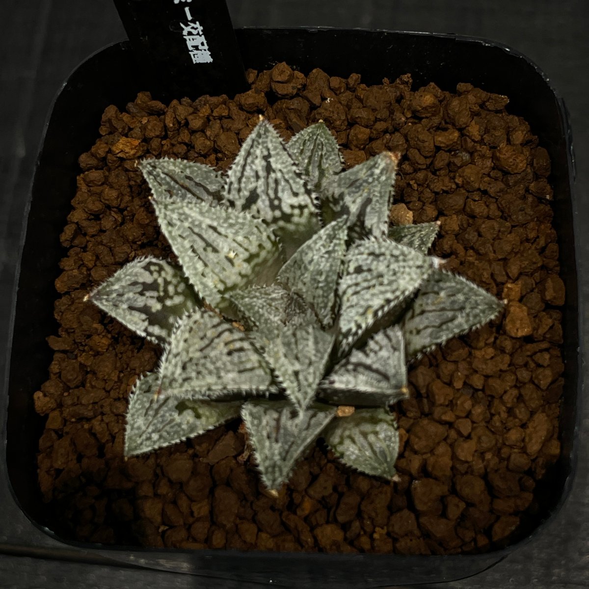 多肉植物 ハオルチア プラチナ × プラ鉢 | 最終的にサボテン