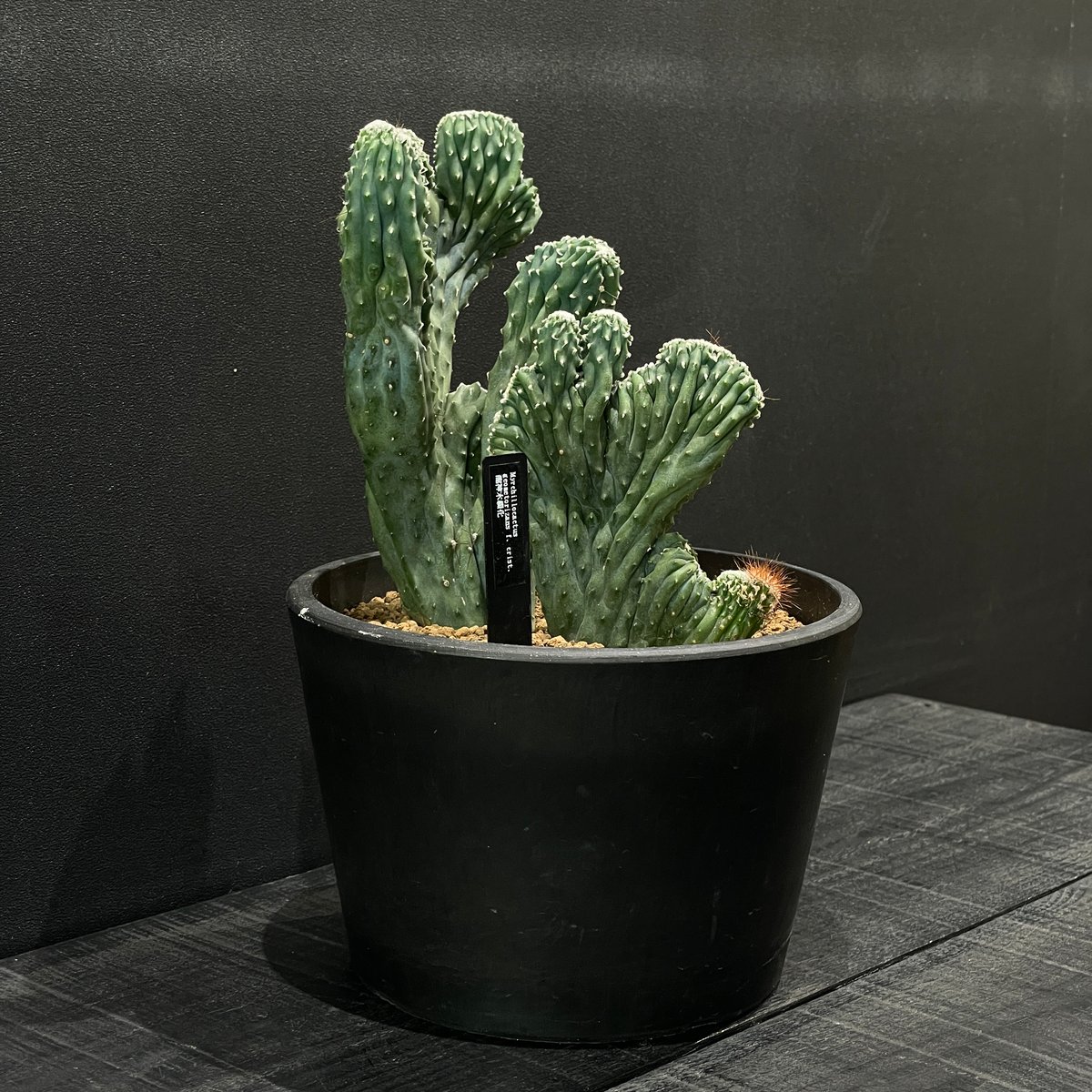 サボテン ミルチロカクタス 竜神木綴化 × BLACK PLASTIC POT | 最終的