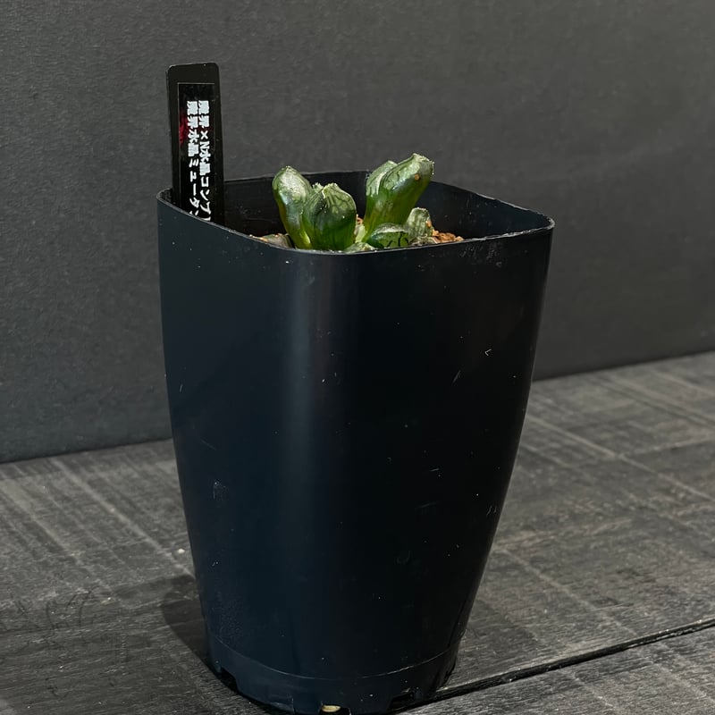 多肉植物 ハオルチア 魔界水晶ミュータント × プラ鉢 | 最終的に